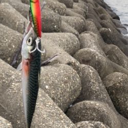 6/27　ちょい投げ釣り、ジギング